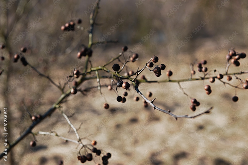 Branch of dried berries rowan Branch of dried berries rowan