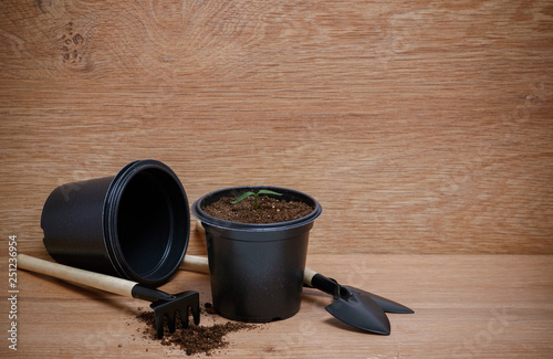 Young green plants grow in a pot for seedlings, tools for farming, on wooden background