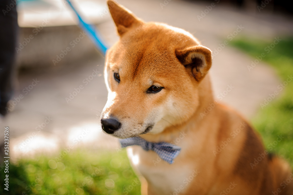 Cute Shiba Inu in the blue butterfly on the leash looking down