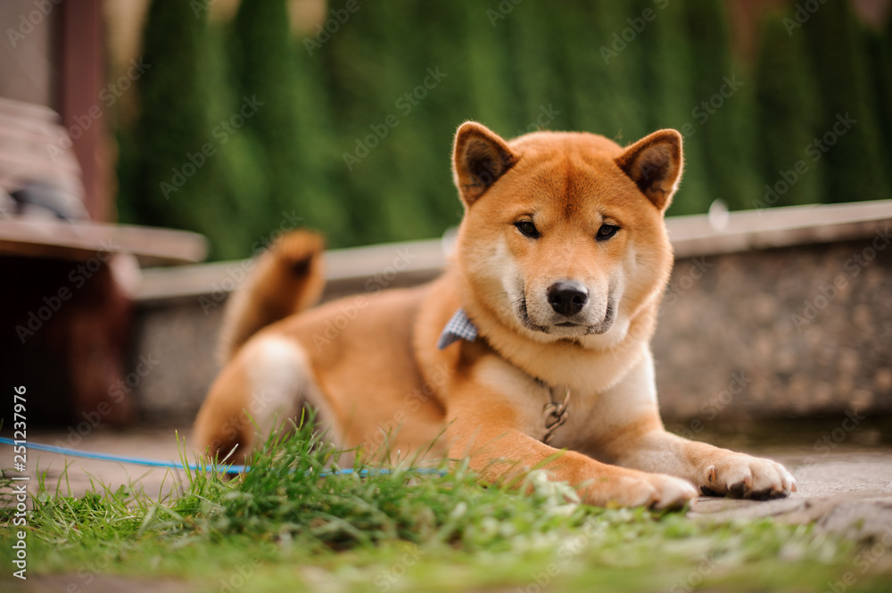 Cute Shiba Inu in the blue butterfly on the leash looking into the camera