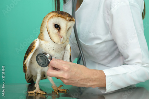 bird of prey being treated by veterinarians at his clinic photo