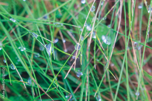 Rain drops on the grass © Ekaterina