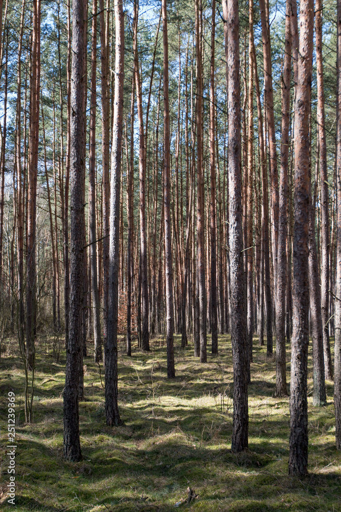 Forest seen in early spring