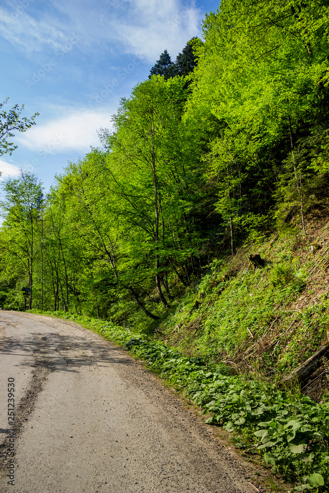 road in forest road in forest
