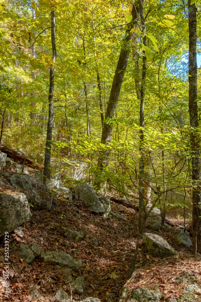 Forest in Mistletoe State Park, Georgia