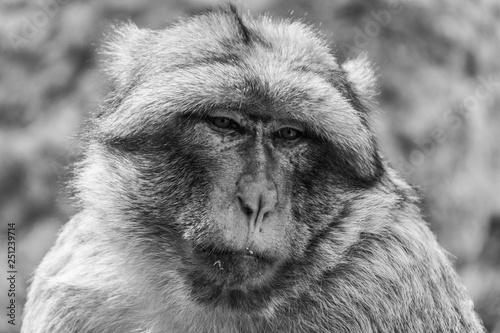 Portrait of an old wild barbary ape in Morocco