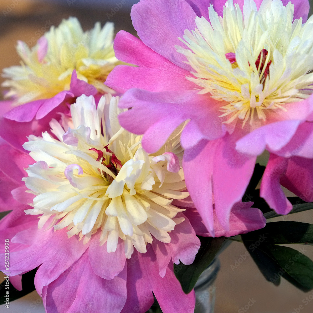 Fototapeta premium peony_3