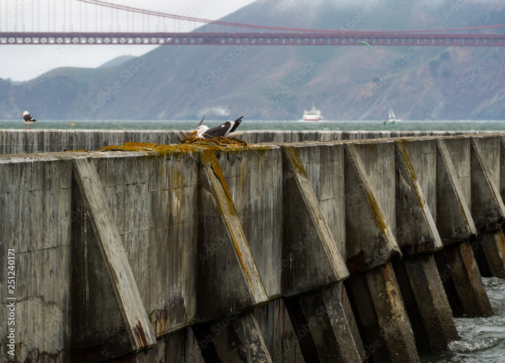 custom made wallpaper toronto digitalSeagull in Nest on Concrete Barrier, Bay Area, Sea Wall