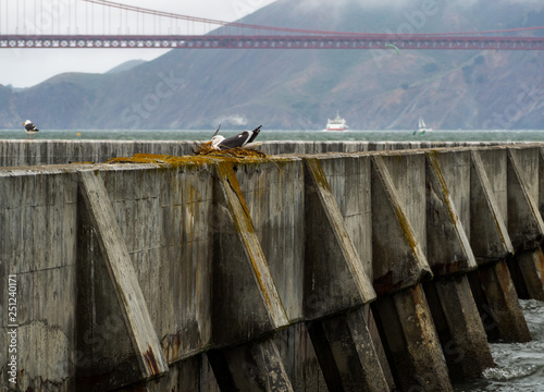Wallpaper Mural Seagull in Nest on Concrete Barrier, Bay Area, Sea Wall Torontodigital.ca