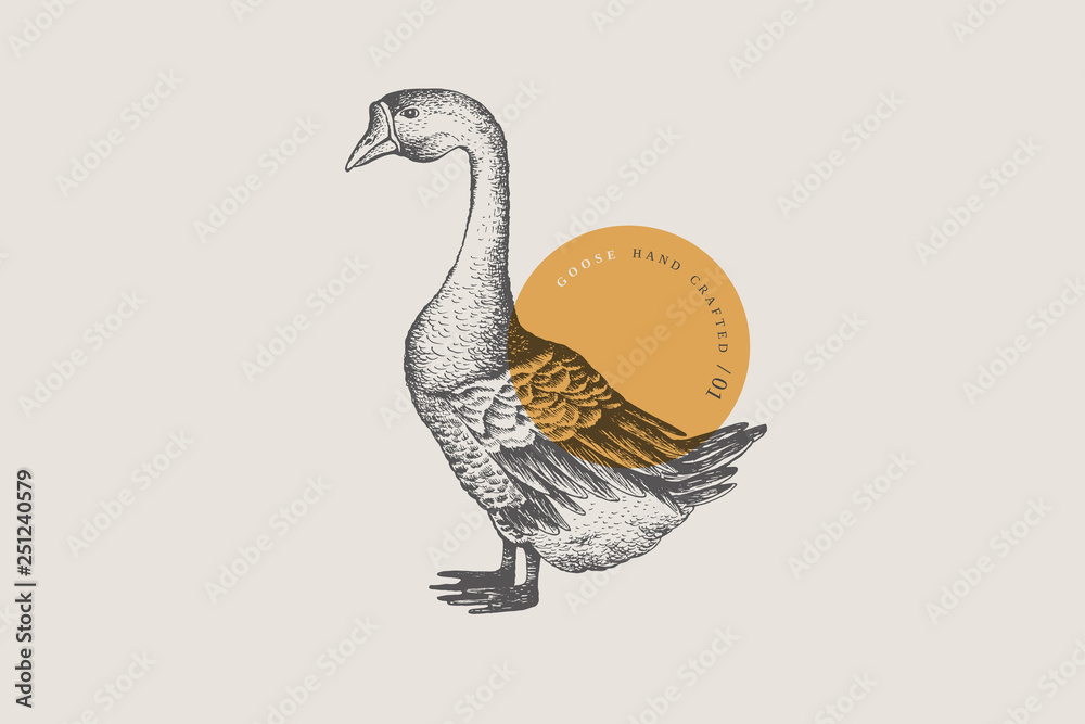 Retro engraving goose. Hand-drawn picture with a poultry. Can be used for menu restaurants, for packaging in markets and shops. Vector vintage illustrations.