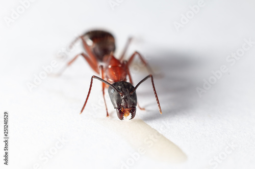 Carpenter Ant open mandibles © Benjamen McLachlan