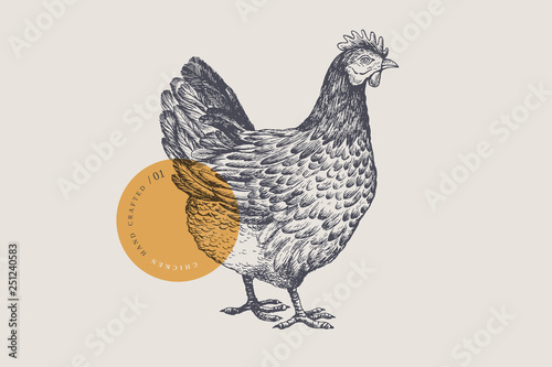 Fototapete Graphical drawn hen