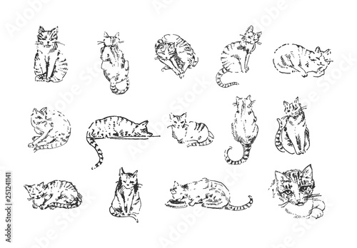 Vector illustration concept of Cat hand drown illustration on white background