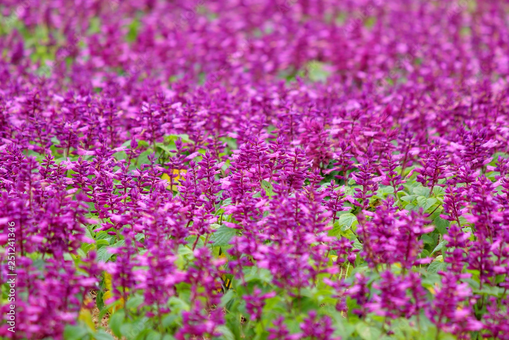 blossom salvia flower in the garden blossom salvia flower in the garden
