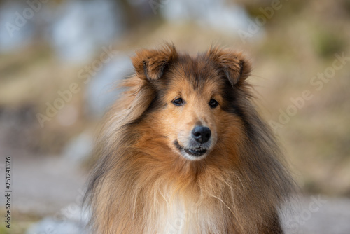 collie © Harald