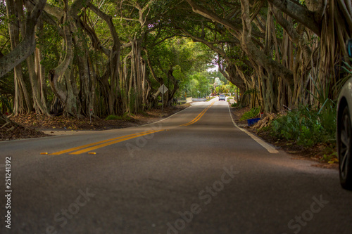 Banyan Tree Road Stuart Florida Martin County