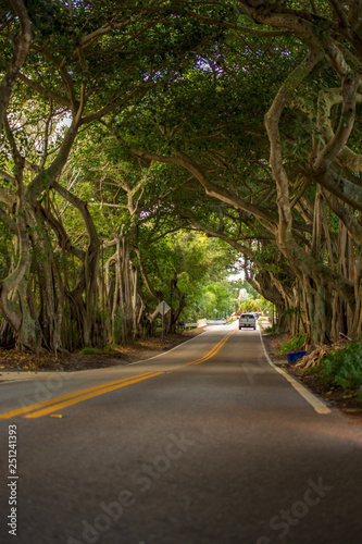 Banyan Tree Road Stuart Florida Martin County photo