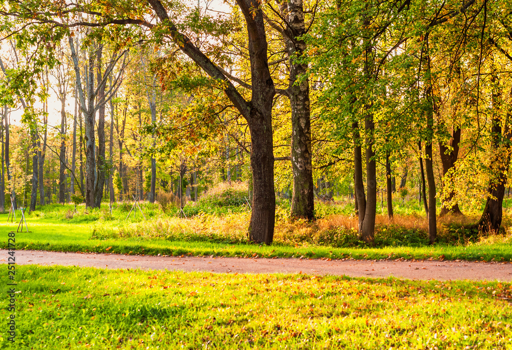 Autumn park in the park on a sunny day