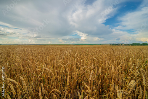 wheat field on blue sky background © Игорь Кляхин