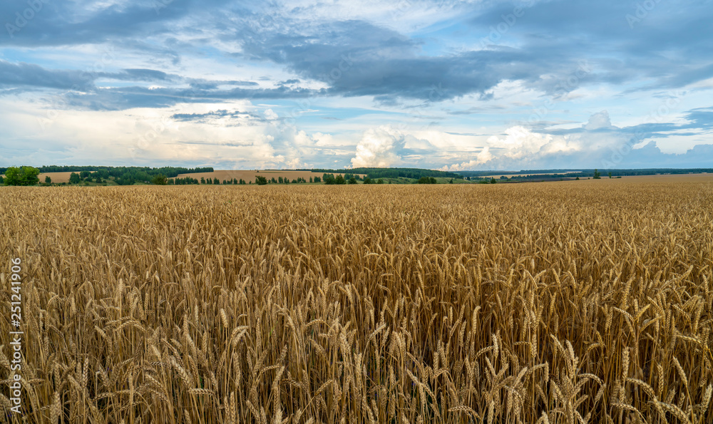 Naklejka premium wheat field on blue sky background