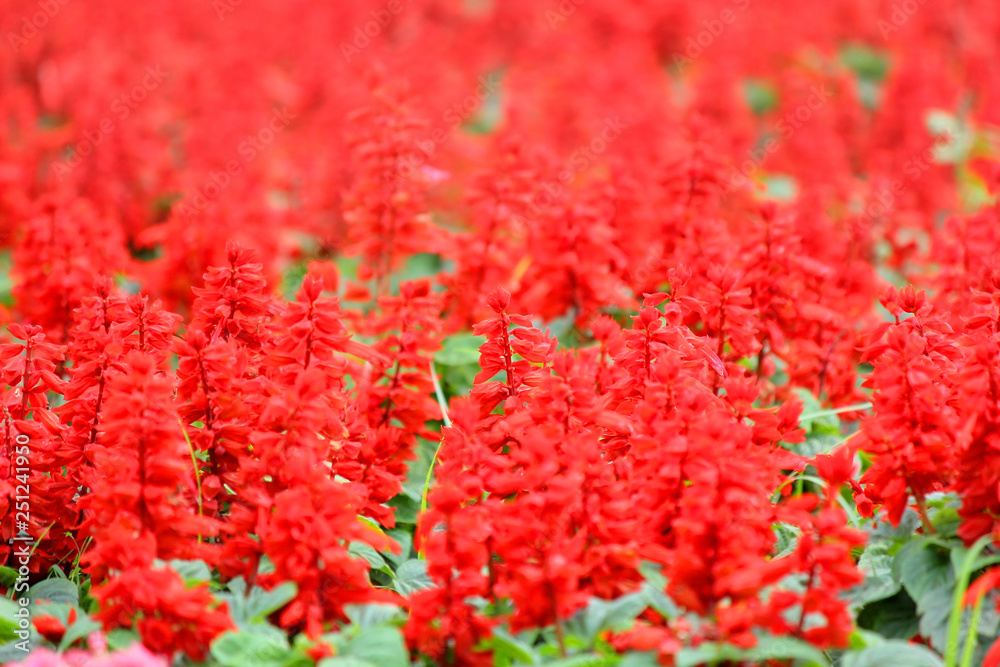 blossom salvia flower in the garden