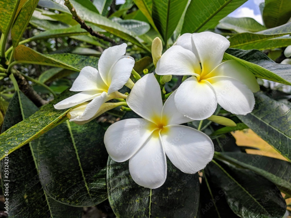 Fototapeta premium Frangipani