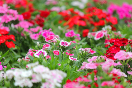 Fototapeta Naklejka Na Ścianę i Meble -  dianthus flower blossom in the garden
