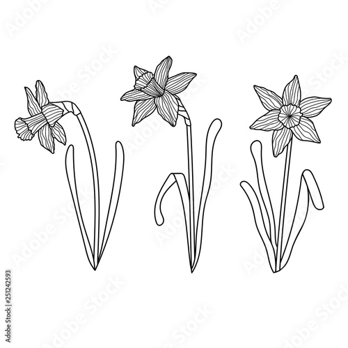 Set of hand drawn narcissus. Vector flowers isolated on white.