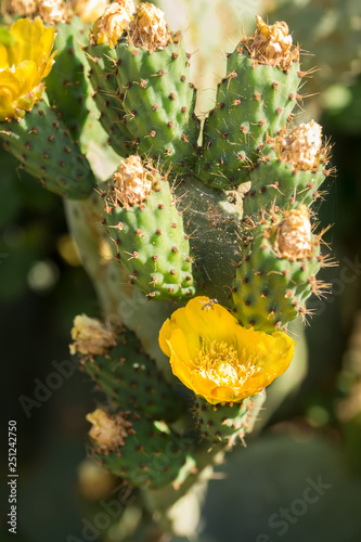 Beautiful flower of opuntia ficus-indica or Cactus pear are widely spread along Sicily and Puglia © Anna Fedorova