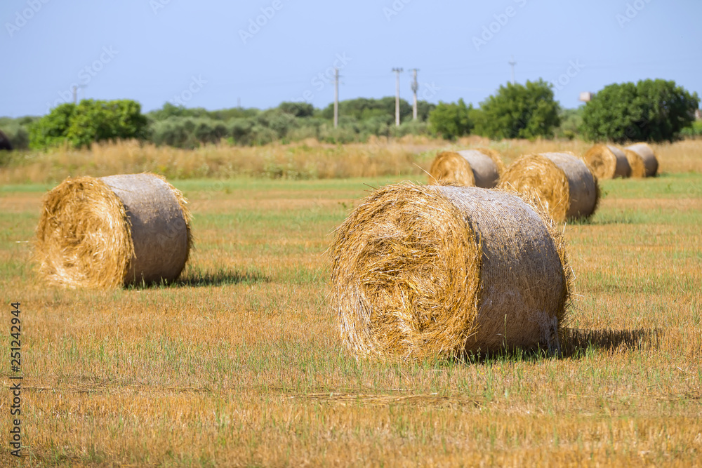 Golden haystacks in the beautiful landscape in apulian summer's morning