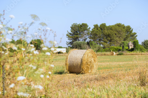 Golden haystacks in the beautiful landscape in apulian summer's morning