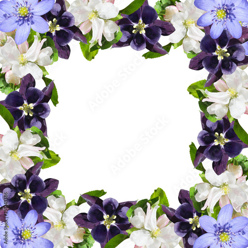 Beautiful floral background of Aquilegia, Liverwort and Apple blossom, Isolated 