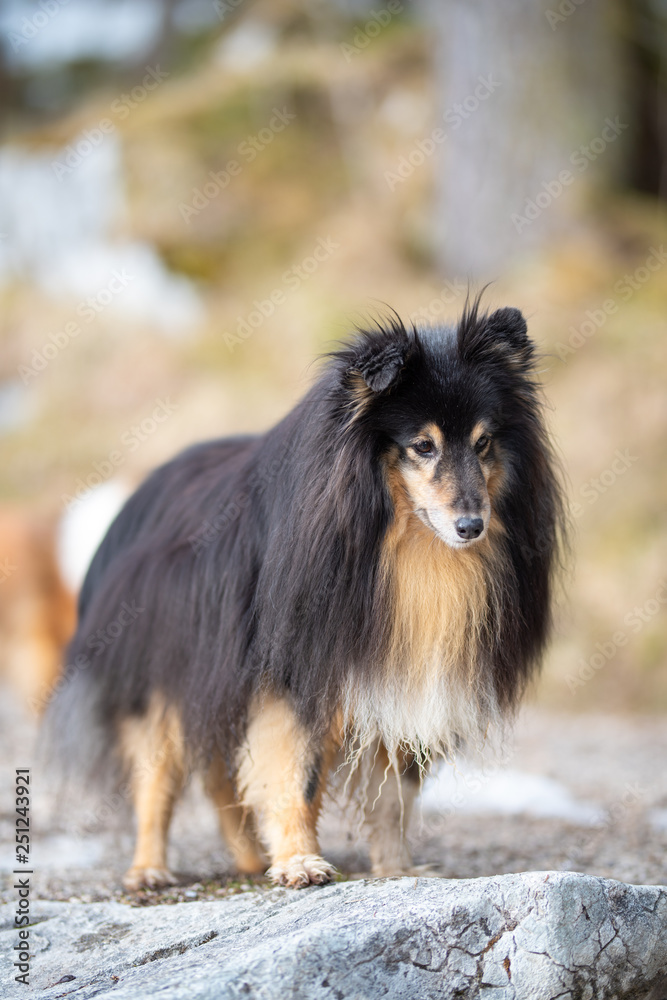 Collie Collie