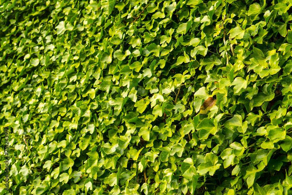 A lush green ivy covered wall