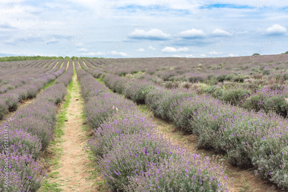 Blooming lavender fields in Bulgaria. Purple lavender flowers. Lavender bushes. Blooming lavender. Bee on a flower. Lavender honey and oil. Blooming lavender fields in Bulgaria. Purple lavender flowers. Lavender bushes. Blooming lavender. Bee on a flower. Lavender honey and oil.