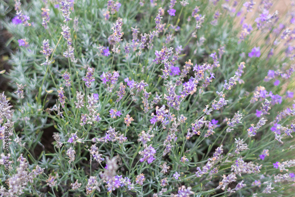 Obraz premium Blooming lavender fields in Bulgaria. Purple lavender flowers. Lavender bushes. Blooming lavender. Bee on a flower. Lavender honey and oil.