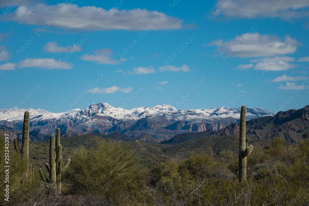 Desert saguaros with snow covered mountains in background 