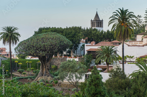 El Drago Milenario, the millennial tree in Icod de los Vinos, Tenerife