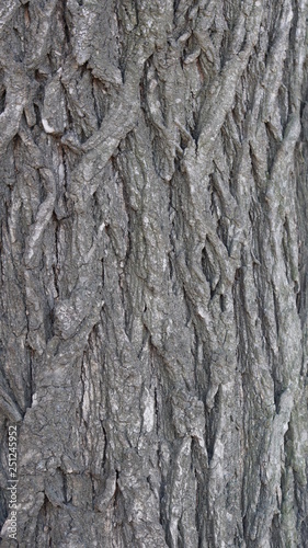 Tree Bark - for texture