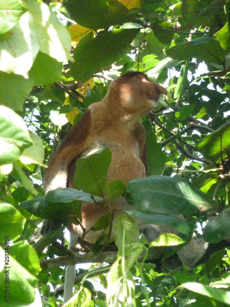 Obraz premium proboscis monkey