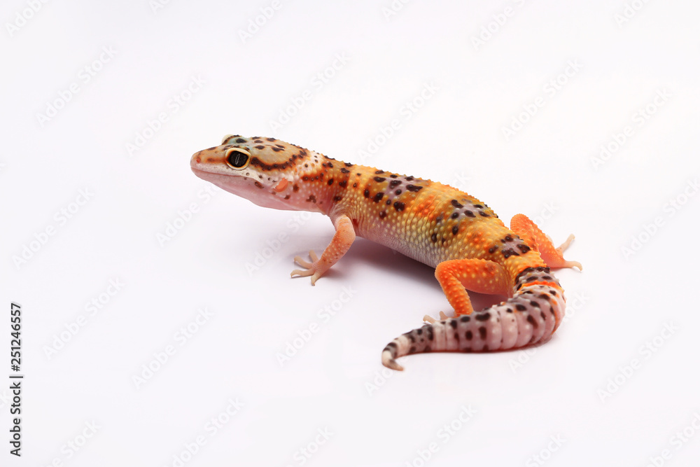 Naklejka premium Leopard Gecko on white background