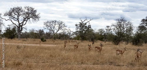 herd of impalas in africa