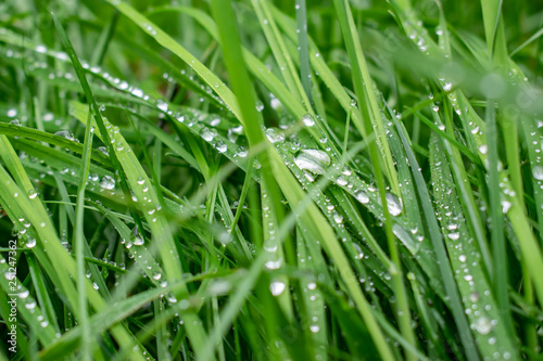 Greenery, plants and natural background concept: blurred fuzzy background with grass and dew drops.