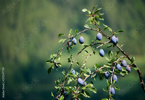 Ripe plums on a branch.