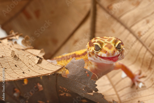 Tableau sur toile Leopard Gecko on leaf background