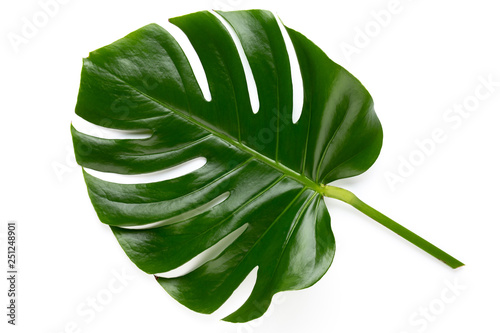 Tropical Jungle Leaf, Monstera, resting on flat surface, isolated on white background.
