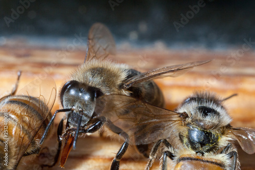 Bee honeycombs of honey © mironovm