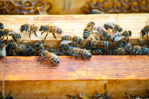 Bee honeycombs of honey