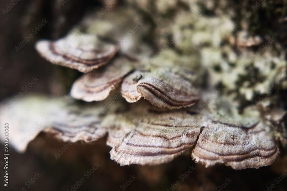 A colony of multi-colored polypore on a tree trunk