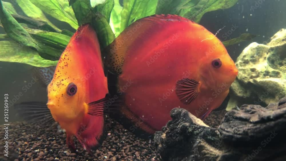 Diskusfisch im Aquarium Diskusfisch im Aquarium